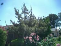 Bonsai Black pine Before & after