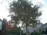 Elm Before&After