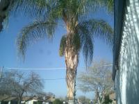 Queen palms Skinned & trimmed