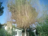weeping willow