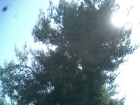 Big Pine Tree trimmed
