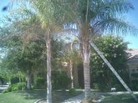 Queen Palms Skinned