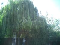 Weeping Willow Before & After