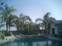 Queen Palms Skinned & Trimmed At Beautiful Estate