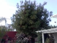 Jerrys Pine Tree Before & After