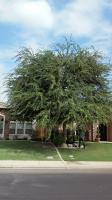 Chinese Elm Before&After