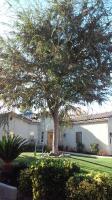 Chinese Elm 3rd.time I
