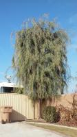 Weeping Willow and Sumack Ornamentaly Trimmed
