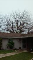 Big Mulberry  &  Elm Tree trimmed Before & After