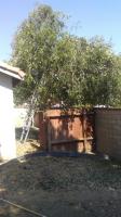 Little Elm Zack made a Bonsai Elm ๐