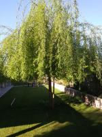 WEEPING WILLOW TRIMMED FOR THE FIRST TIME.