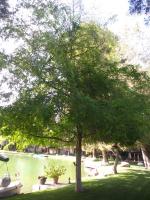 Elm 🌳 on a lake in Bako Trimed Before & After