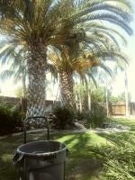 16 Queen π΄ S. Skinned & Trimmed.and π running out of the palms.