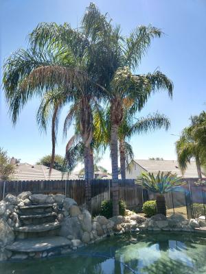 Trimmed four Queen Palm trees before and after