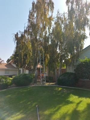 Before and after birch tree