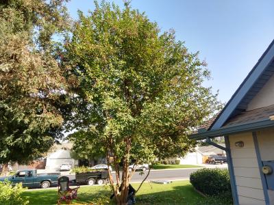 Crepe myrtle before and after.