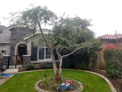 Olive and crepe myrtle tree trimed