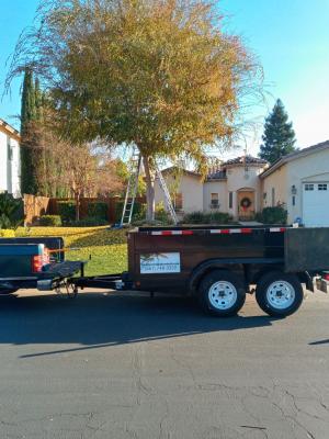 Chinese Elm trim it every year so He can put up the Christmas lights.๐ต