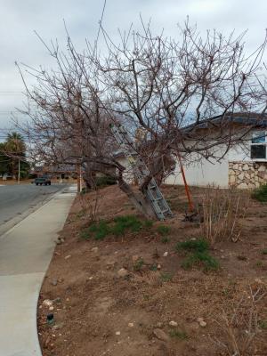 This is the first Smoke tree that I