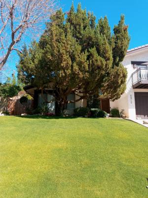 Juniper Before & After