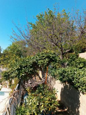 A few fruit Tree