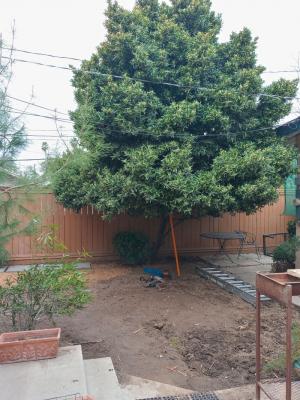 Carolina cherry Before & After.