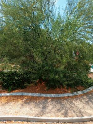 2 Palo Verde tree