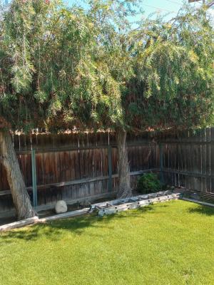 Over grown Bottle tree in Kern city.