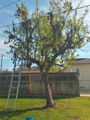 Pear tree needed some serious help.Before & after.🐵