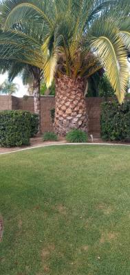 King Palm & a couple of queen