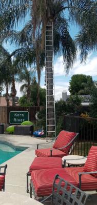 Queen palm