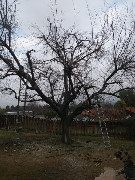tree