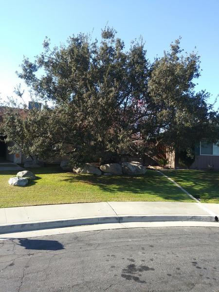 tree