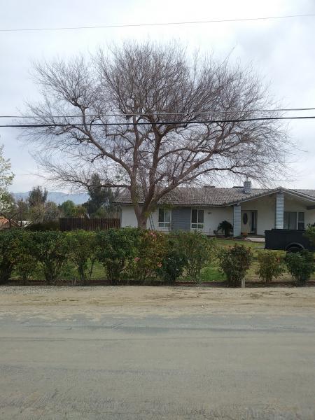tree