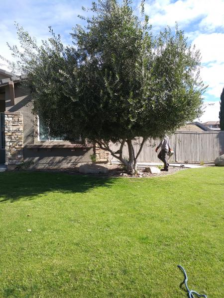 tree