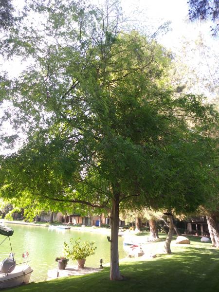 tree