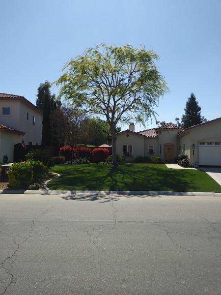 tree