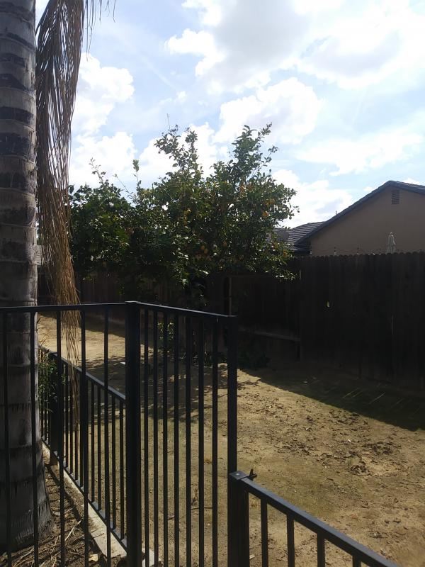 tree