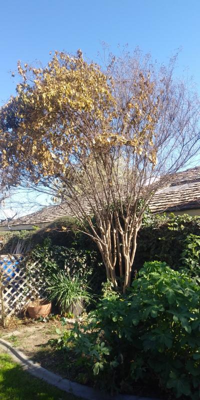 tree
