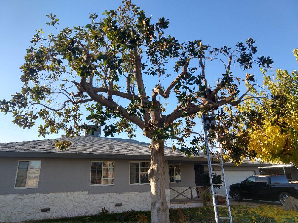 tree