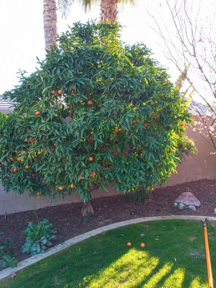 tree